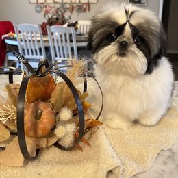 Petey - Red and white male Shih Tzu puppy in Morrisville, Missouri from Sweetbriar Shih Tzu