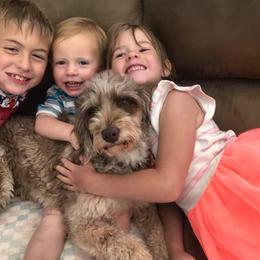 Goldendoodle Puppies from AZ Designer Goldendoodles