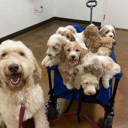 Goldendoodle Puppies from Muddydoodles
