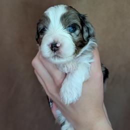 Aphrodite - Blue merle female Aussiedoodle puppy in New Durham, New Hampshire from Ridgeview Aussiedoodles