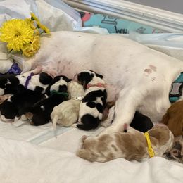 Basset Hound Puppies from Jelly Belly Bassets