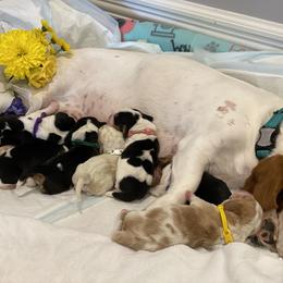 Basset Hound Puppies from Jelly Belly Bassets