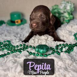 Pepita - Chocolate female Australian Labradoodle puppy in Richmond, Kentucky from Happy Time Doodles