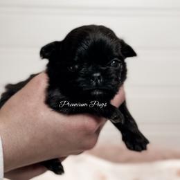 Bonnie - Black female Pug puppy in Shady Hills, Florida from Premium Pugs