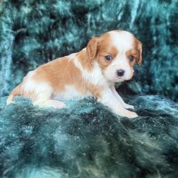 Pricilla - Blenheim female Cavalier King Charles Spaniel puppy in Knoxville, Tennessee from Rocky Top Cavapoos