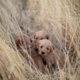 Cavalier King Charles Spaniel and Golden Retriever Puppies from Tsarevich Goldens and Cavaliers