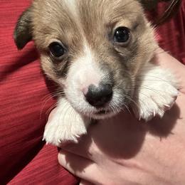 Cupid - Sable female Pembroke Welsh Corgi puppy in Orangevale, California from Corgis of the Heart
