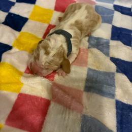 Boy 1-Baxter - Red and white male Basset Hound puppy in Ringling, Oklahoma from BnL Bassets