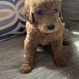 Goldendoodle and Other Puppies from Iowadoodles2love