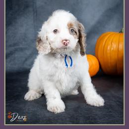 Furter - Merle male Cockapoo puppy in Connersville, Indiana from Deaz Doodle Ranch