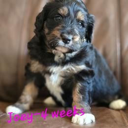 Skye - Black tri-color female Aussiedoodle puppy in Redding, California from House Merrills Minis and Doodles