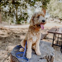 Daisy - Goldendoodle