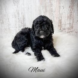 Maui - Black male Goldendoodle puppy in from Pink Poodles and Doodles