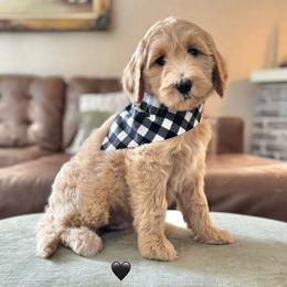 Charlie Brown (Black Collar) - Cream male Goldendoodle puppy in Bay City, Texas from Charming Doods