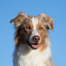 Strike - Border Collie