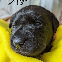 Labrador Retriever Puppies from Dorothy's Labrador Retrievers