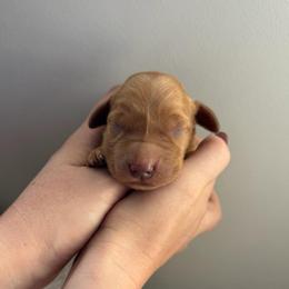 Green Boy - Dark golden male Golden Retriever puppy in Salt Lake City, Utah from Deseret Peak Goldens