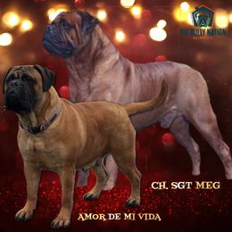 Gold Boy - Red male Bullmastiff puppy in Attleboro, Massachusetts from Big Bully Nation