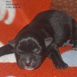 Ava - Black & white female Miniature Australian Shepherd puppy in Patterson, North Carolina from DreamLine Aussies
