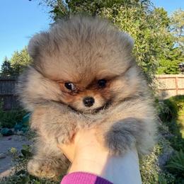 Teddy - Orange sable male Pomeranian puppy in Waterloo, Indiana from Garcias Pomeranian