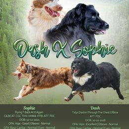 Australian Shepherd puppies from Lightspeed Kennels