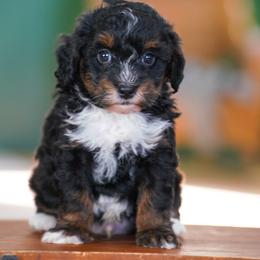 Corky - Tri-color male Bernedoodle puppy in Dundee, Ohio from Down Home Doodle