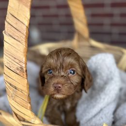 Henry - Red  male Goldendoodle puppy in Kaufman, Texas from Teddy Doods: Goldendoodles & Poodles