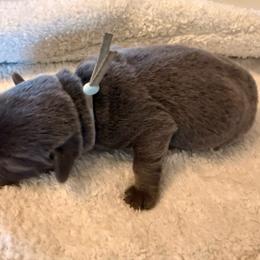 Light Blue - Charcoal male Dilute Retriever puppy in Marion, Illinois from Summer Lovin’ Labradors of Southern Illinois