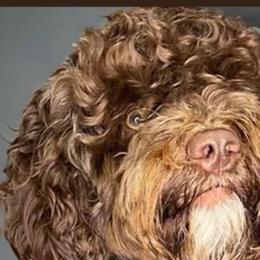Zeus - Assorted Doodle Crosses
