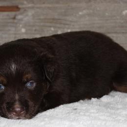Rowdy - Red tri male Miniature Australian Shepherd puppy in Paris, Texas from Kuttin’ Up Mini Aussies