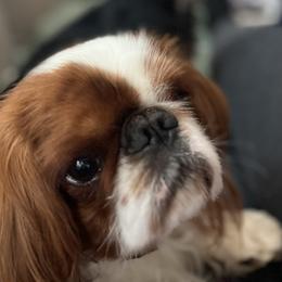 English Toy Spaniel Puppies from Raggededge Toy Australian Shepherds