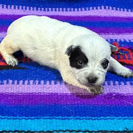 L66-03 - Blue male Australian Cattle Dog puppy in Sheridan, Oregon from 6pk Cattledogs