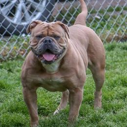 Mystique - American Bulldog