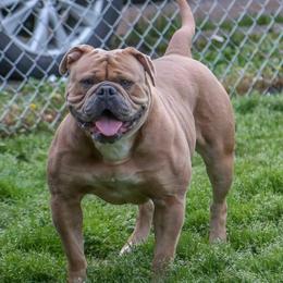 Mystique - American Bulldog