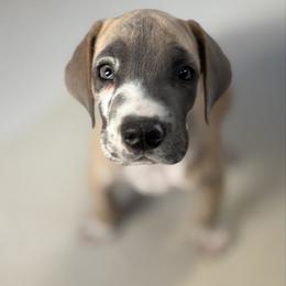 Rafiki - Harlequin male Great Dane puppy in Scottsburg, Virginia from Virginia Great Danes