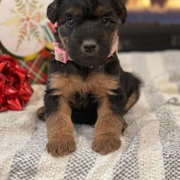 Airedale Terrier, Lakeland Terrier, and Welsh Terrier Puppies from Anne's Pups