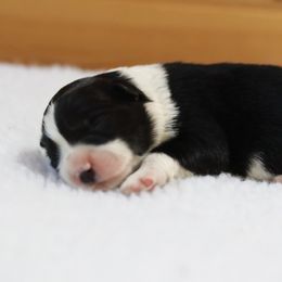 AKC Grand Champion Sired (BF1) - Black female Border Collie puppy in Noble, Oklahoma from CheckItOut Border Collies