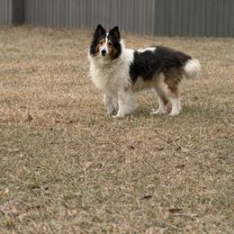 Stella - Shetland Sheepdog
