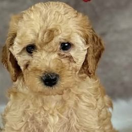 Poodles from Citygirlpoodles