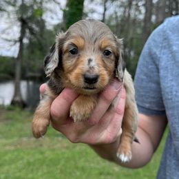 Dachshund Puppies from Wyches Bayou Dachshunds