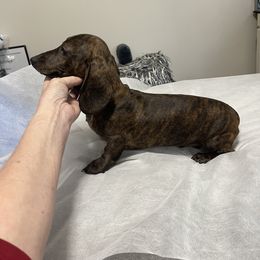 Dachshund Puppies from Army of Dachshunds