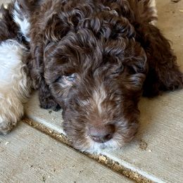 Labradoodle Puppies from AV Cares Doodles