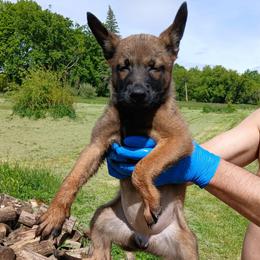 Girl 3 - Fawn sable female Belgian Malinois puppy in Marshall, Michigan from Dream K9