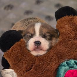 Boy 1 - Sable male American Corgi puppy in Tallahassee, Florida from Koko's Korgis