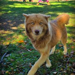 Honey - Siberian Husky