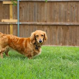 Dachshund All Grown Up from ag dachshunds