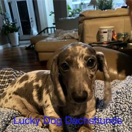 Blue Man Boo - Dapple male Dachshund puppy in Bryceville, Florida from Lucky Dog Dachshunds