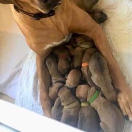 Rhodesian Ridgeback Puppies from Lyonnese Rhodesian Ridgebacks