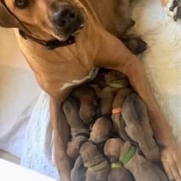 Rhodesian Ridgeback Puppies from Lyonnese Rhodesian Ridgebacks