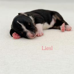 Liesl (girl) - Tri-color female Bernedoodle puppy in Bellville, Ohio from Bernedoodle Buddies